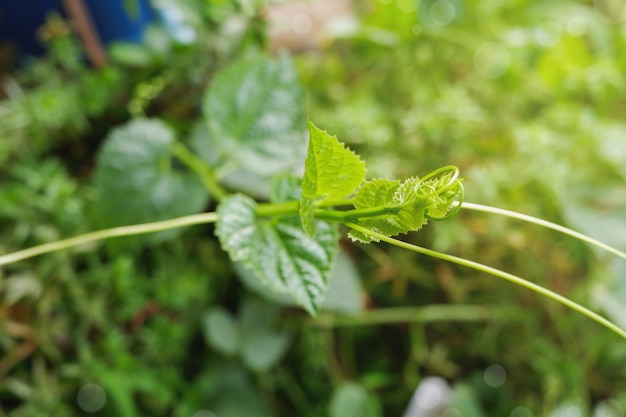 Oberes Blatt von Chayote