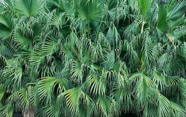 Oberfläche aus grünen Blättern der Palme