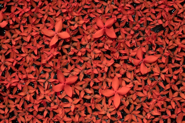 Oberfläche der kleinen roten Blume im Wasser, Nahaufnahme roter Ixora, frische rote Blütenoberfläche mit dunklem Rand