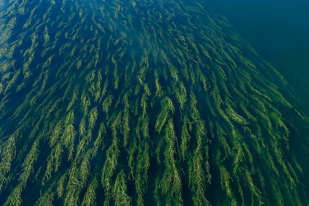 Oberfläche des Flusses mit Algen und Algen. Natürlicher grüner Musterhintergrund. Fließende überwucherte Flussblüte. Geheimnisvolle, verlockende Szene, Whirlpool