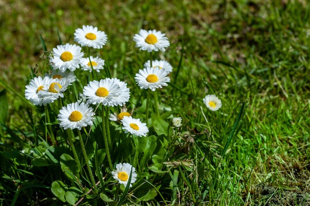 Oberfläche des grünen Grases mit Gänseblümchen von oben gesehen