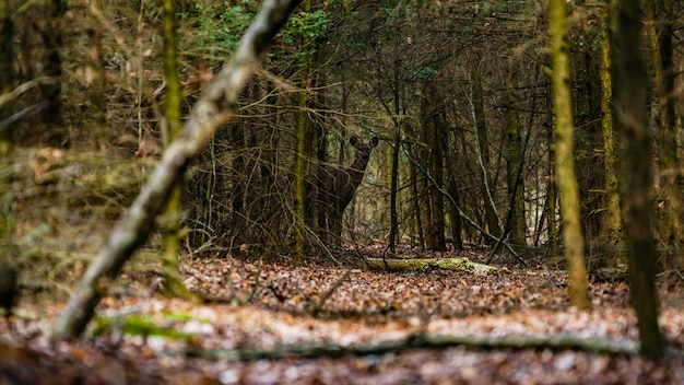 Oberflächenbild eines Hirsches, der im Wald steht