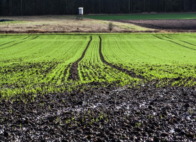 Foto oberflächenebene der felder