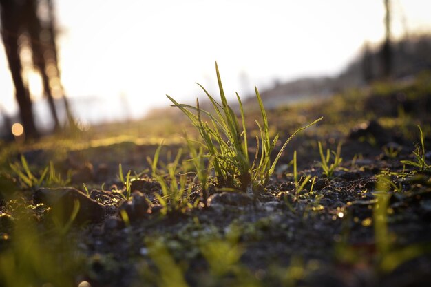 Foto oberflächenebene des grases auf dem feld