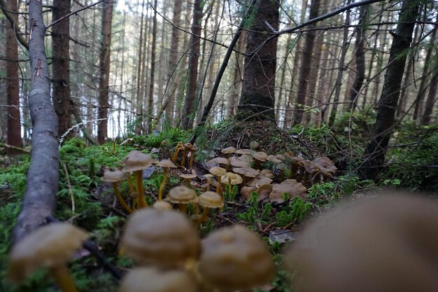 Foto oberflächenebene von pilzen, die im wald wachsen