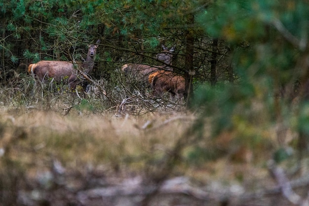 Foto oberflächenfläche von hirschen im wald