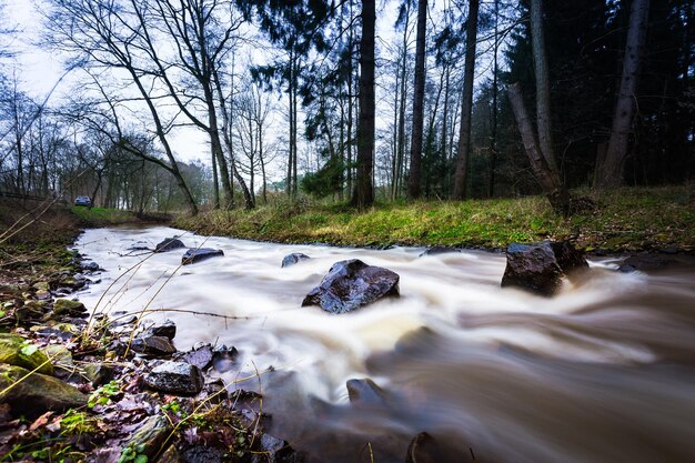 Foto oberflächenhöhe des baches inmitten von bäumen im wald