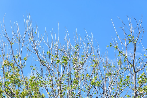 Obergrenze des grünen Baums über Hintergrund des blauen Himmels im Sommer
