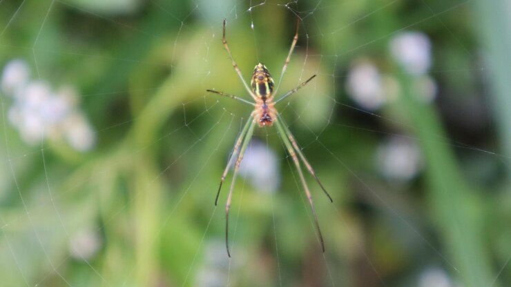 objeto de cerca de un animal araña