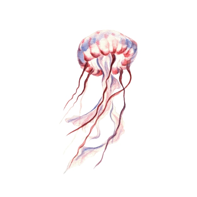 Objeto de vida subaquática de água-viva isolado no fundo branco Ilustração em aquarela desenhada à mão