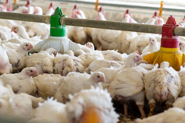 Un objeto de plástico verde está en un gallinero.