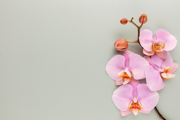 Objetos de tema de orquídea spa rosa em fundo pastel.