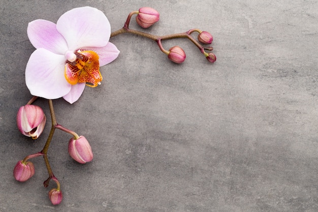 Objetos del tema de la orquídea del balneario en fondo gris.