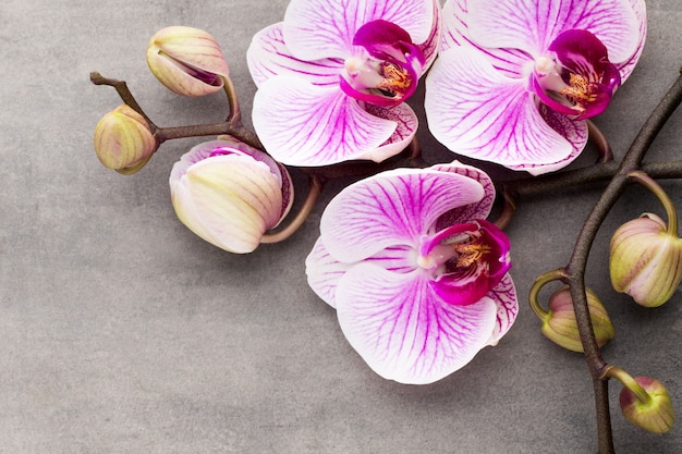 Objetos del tema de la orquídea del balneario en fondo gris.