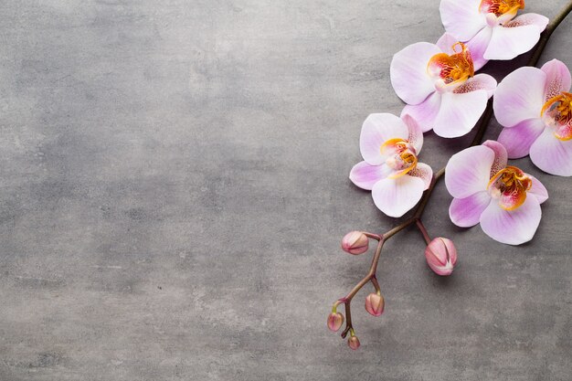 Objetos del tema de la orquídea del balneario en fondo gris.