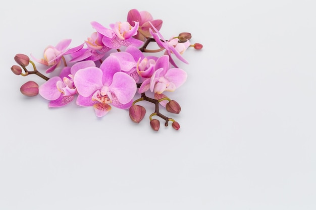 Objetos de tema de orquídea rosa sobre fondo pastel