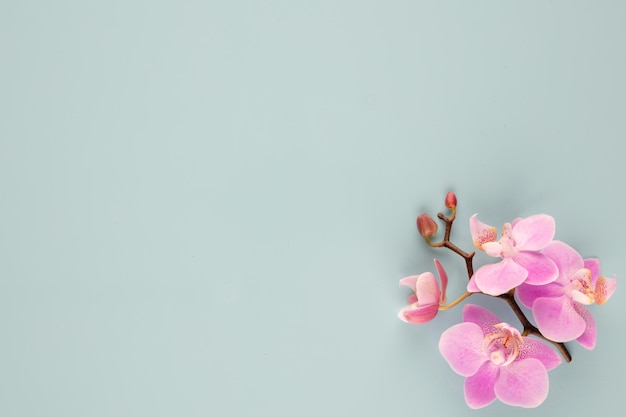 Objetos de tema de orquídea rosa sobre fondo pastel