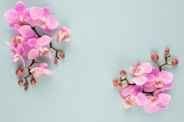 Objetos de tema de orquídeas rosadas sobre fondo pastel.