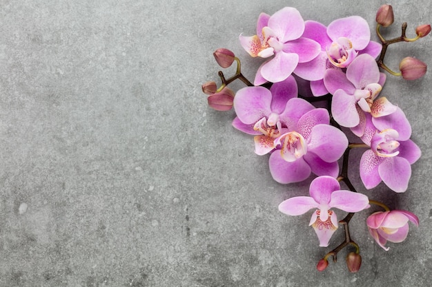 Objetos de tema de orquídeas rosadas sobre fondo pastel.