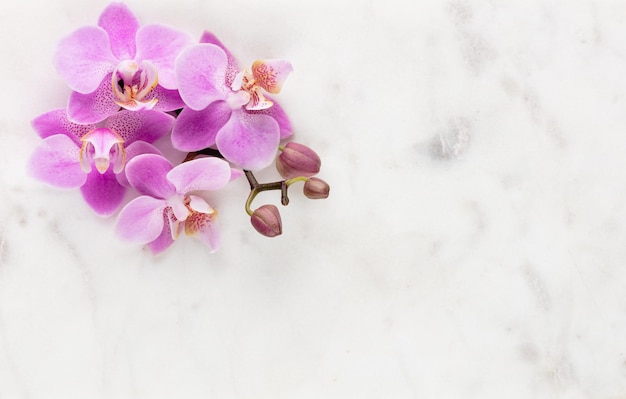 Objetos de tema de orquídeas rosadas sobre fondo pastel.