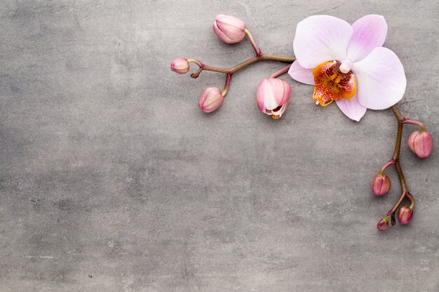 Objetos temáticos de orquídeas em fundo cinza