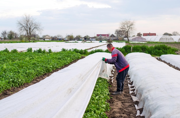 Oblast de Kherson Ucrania 1 de mayo de 2021 Un agricultor quita la cubierta agrícola protectora de una plantación de patatas Cultivo de cultivos en un clima frío Protección de cultivos contra las bajas temperaturas Efecto invernadero