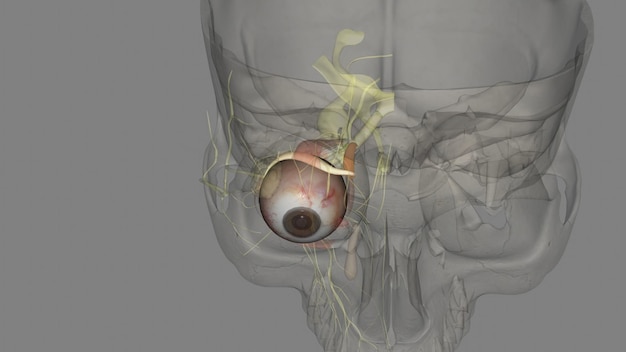 Foto el oblique superior es uno de los dos músculos extraoculares obliques notables