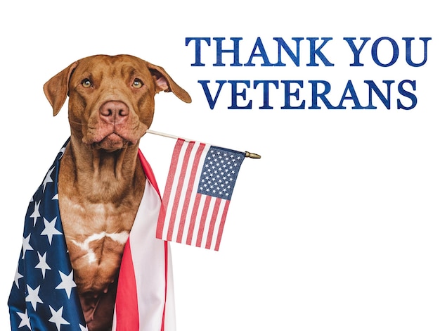 Obrigado veteranos filhote de cachorro marrom e bandeira americana