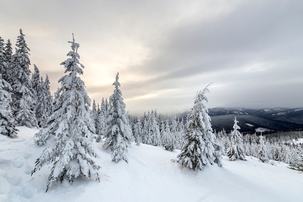 Obscuridade alta - árvores spruce verdes cobertas de neve em picos de montanha e céu nublado.