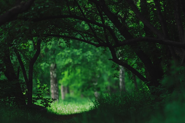 Obscuridade atmosférica - paisagem verde com galhos de árvores extravagantes. Túnel de vegetação da floresta escura. Prado ensolarado atrás das árvores. Luz na clareira atrás da escuridão da floresta.