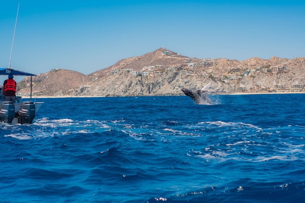 Observação de baleias em Baja California Sur