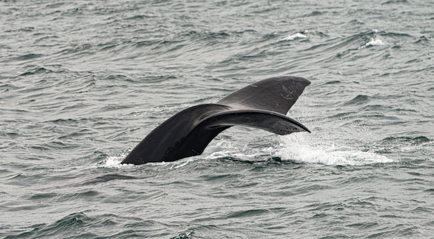 Observação de baleias em Hermanus África do Sul