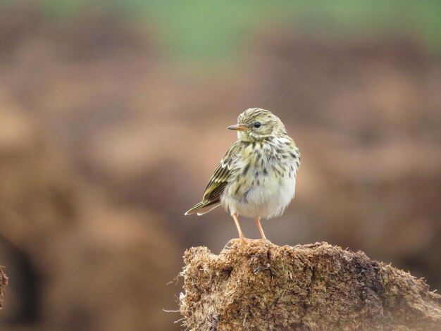 Observación de aves en una hermosa zona.