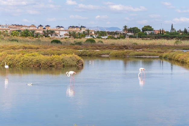 Observatório salinas de santa pola um grupo de belos flamingos cor de rosa na lagoa