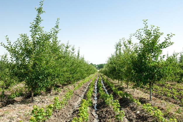 Obst- und Apfelbäume auf einem Bergrücken hintereinander im Freien