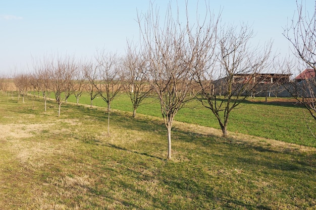 Obstbäume in einer Reihe auf einem Bauernhof gepflanzt Serbien Vorfrühling landwirtschaftliche Arbeit Apfelpflaumengarten mit weiß getünchten Stämmen Furchen auf dem Boden Felder für verschiedene landwirtschaftliche Kulturen Landwirtschaft