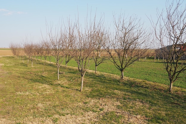 Obstbäume in einer Reihe auf einem Bauernhof gepflanzt Serbien Vorfrühling landwirtschaftliche Arbeit Apfelpflaumengarten mit weiß getünchten Stämmen Furchen auf dem Boden Felder für verschiedene landwirtschaftliche Kulturen Landwirtschaft