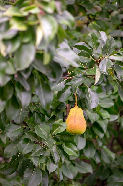 Obstbaumbirne mit reifen Früchten in einem ländlichen Garten. Umweltfreundliches gesundes Essen