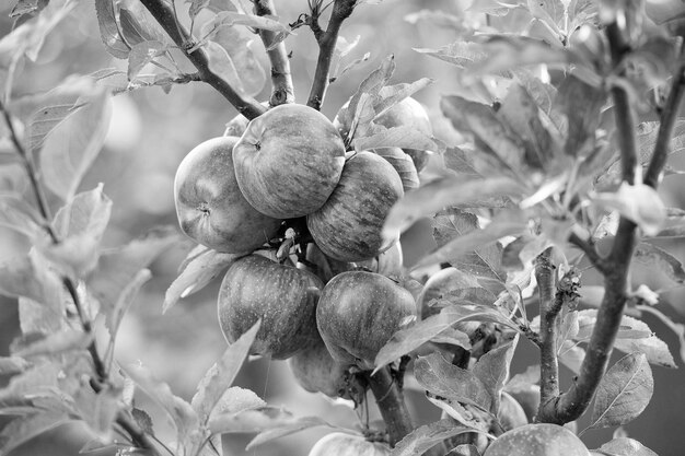 Obstbaumzweig mit reifen roten Apfelfrüchten im Herbstgarten auf Naturlandschaftsernte