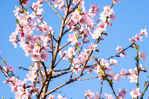 Obstbaumzweige mit blühenden weißen und rosa Blüten im Frühlingsgarten.