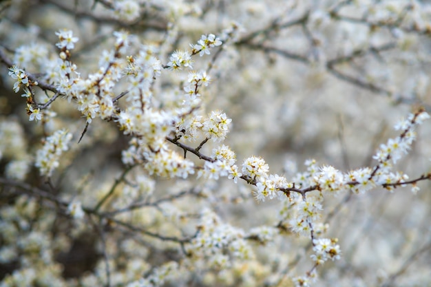 Obstbaumzweige mit blühenden weißen und rosa Blüten im Frühlingsgarten.