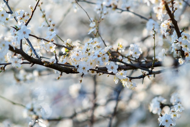 Obstbaumzweige mit blühenden weißen und rosa Blüten im Frühlingsgarten.