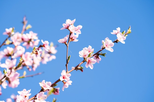 Obstbaumzweige mit blühenden weißen und rosa Blüten im Frühlingsgarten.