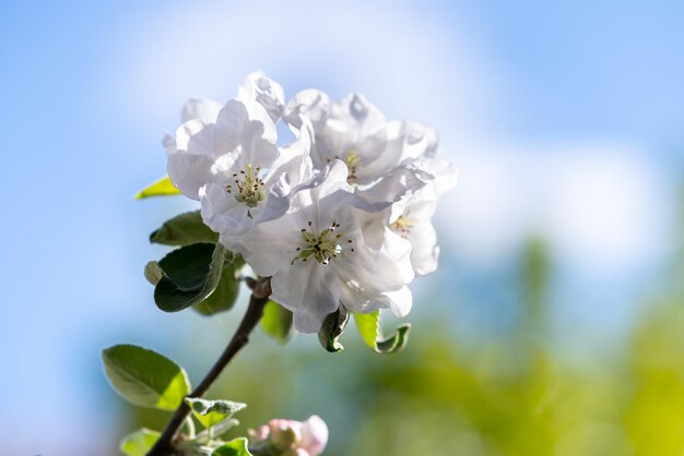 Obstbaumzweige mit blühenden weißen und rosa Blüten im Frühlingsgarten.