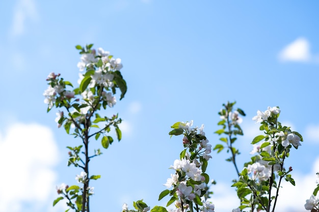 Obstbaumzweige mit blühenden weißen und rosa Blütenblättern im Frühlingsgarten