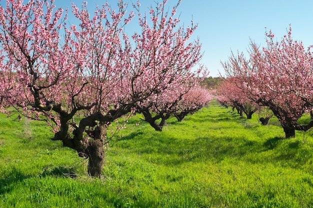 Obstgarten blühender Frühlingsgarten