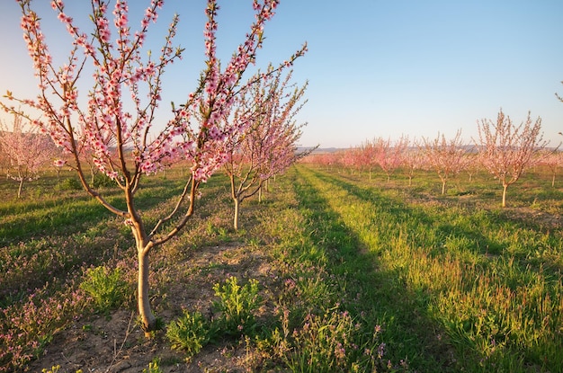 Obstgarten blühender Frühlingsgarten