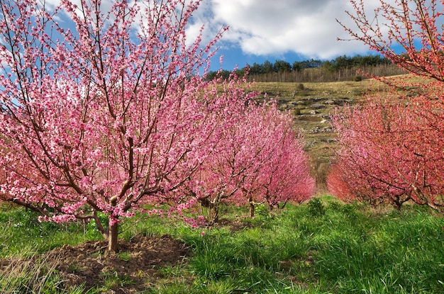 Obstgarten blühender Frühlingsgarten