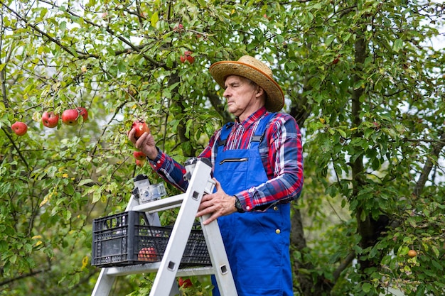 Obstgarten im Freien. Bauer in Unform und Hut, der im Apfelgarten steht.