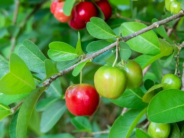 Obstgarten im Freien mit frischer Bio-Acerola-Kirsche, Baum mitten in Blättern. Nahansicht